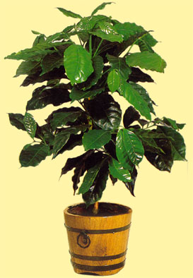 راهنمای نگهداری و پرورش گیاهان آپارتمانی - کوفه آ اربیکا